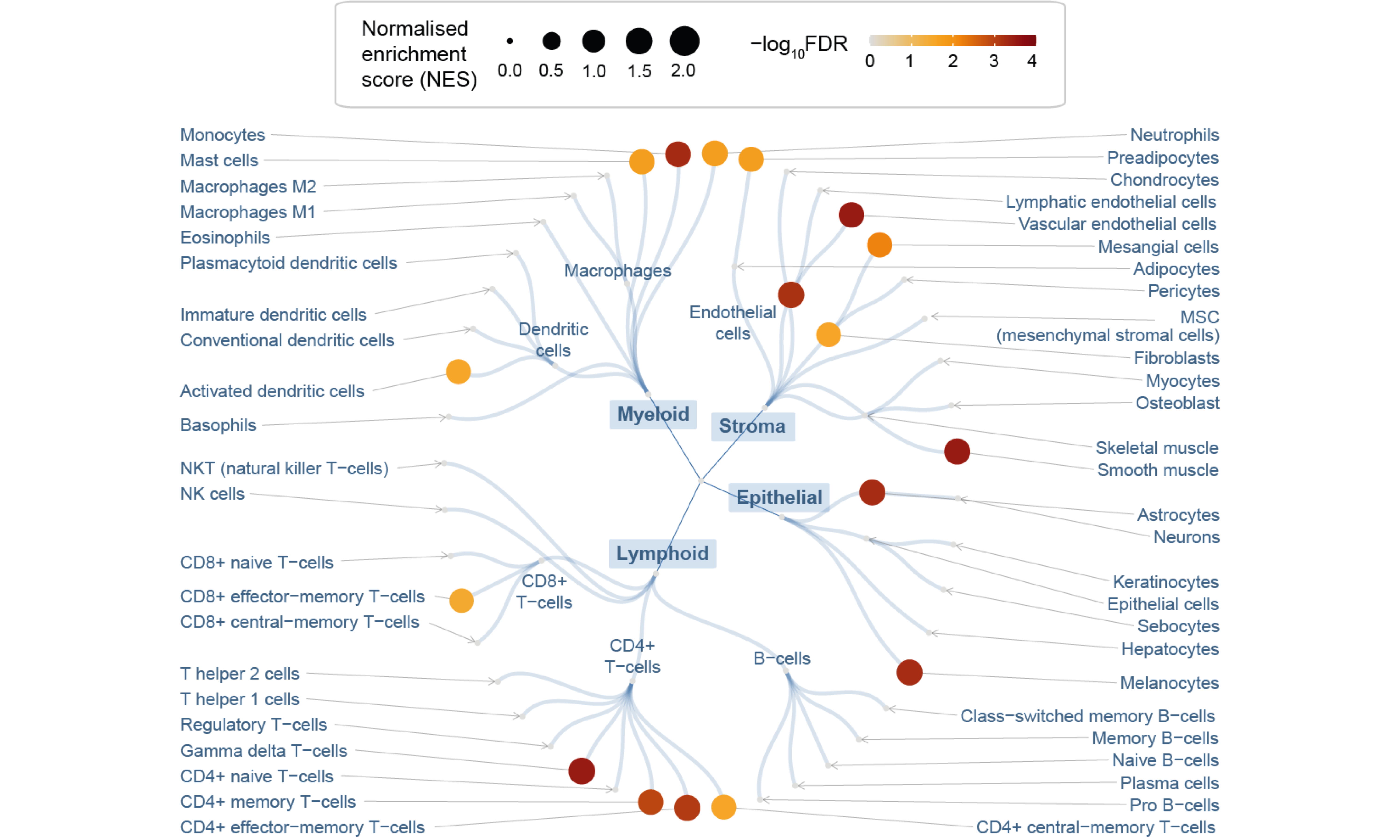 Circular overview of cell type enrichments, with nodes sized by the normalised enrichment score (NES) and colored by the enrichment significance (FDR) calculated using gene set enrichment analysis (GSEA).