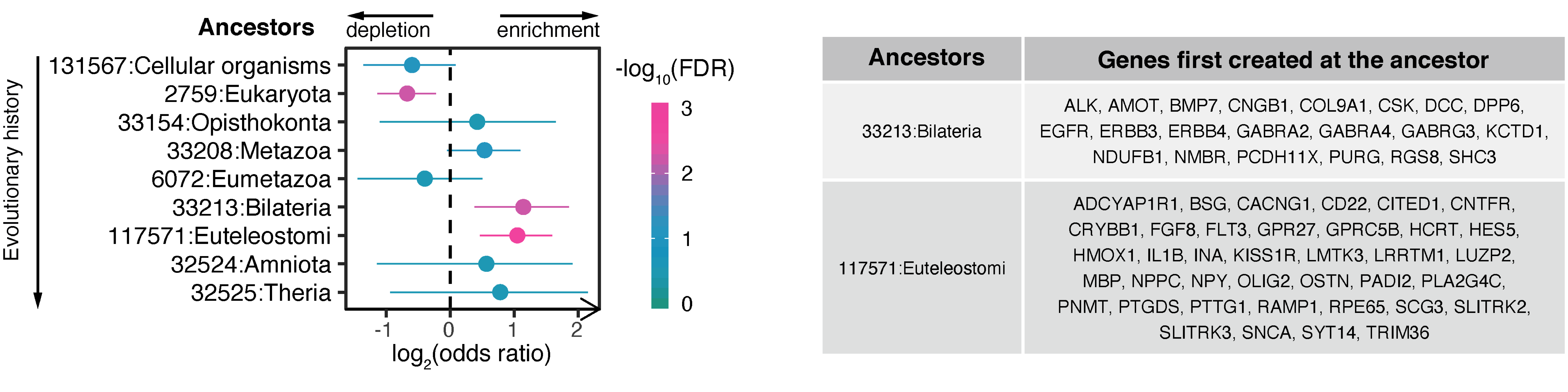 Evolutionary analysis for genes involved in abundant interactions in cluster 5. Left, the forest plot showing phylostrata (ancestors; ordered by evolutionary history) enriched and depleted based on two-sided Fisher's exact test. Right, a table listing genes first created at the ancestors (enriched).